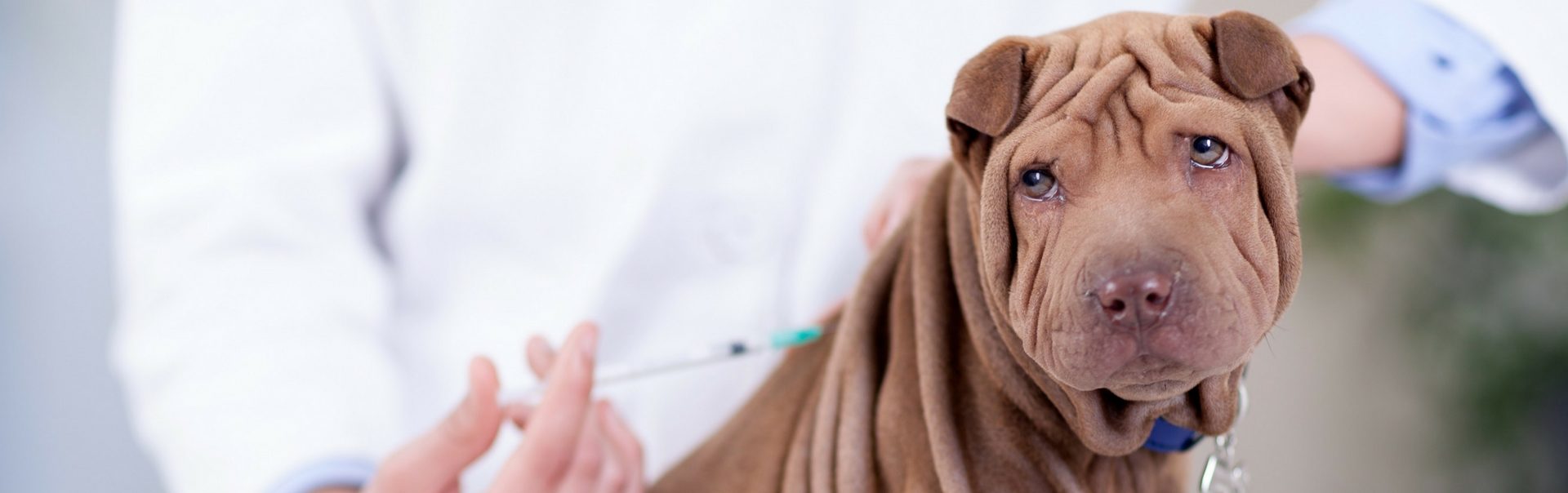 puppy-vaccine