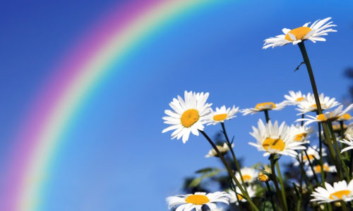 Daisies under a rainbow