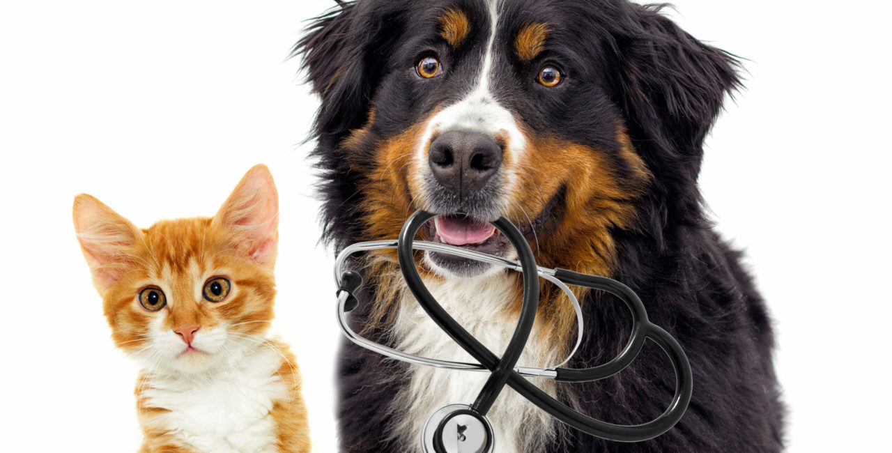 A cat and a dog holding a stethoscope in its mouth