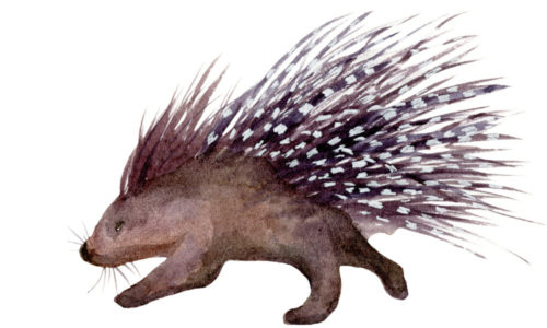 Porcupine illustration