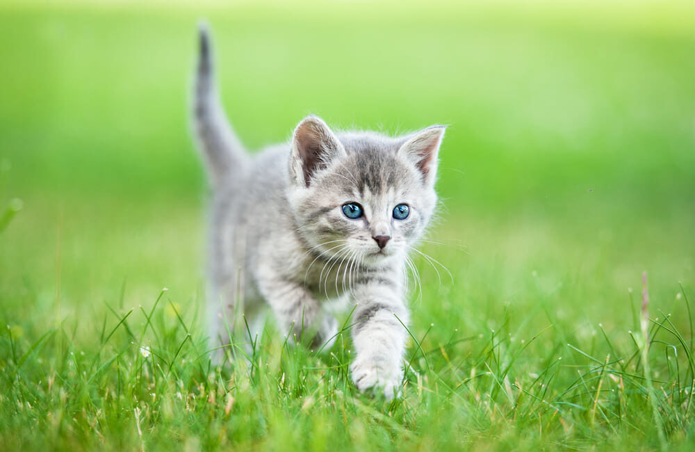 Kitten walking in a field of grass