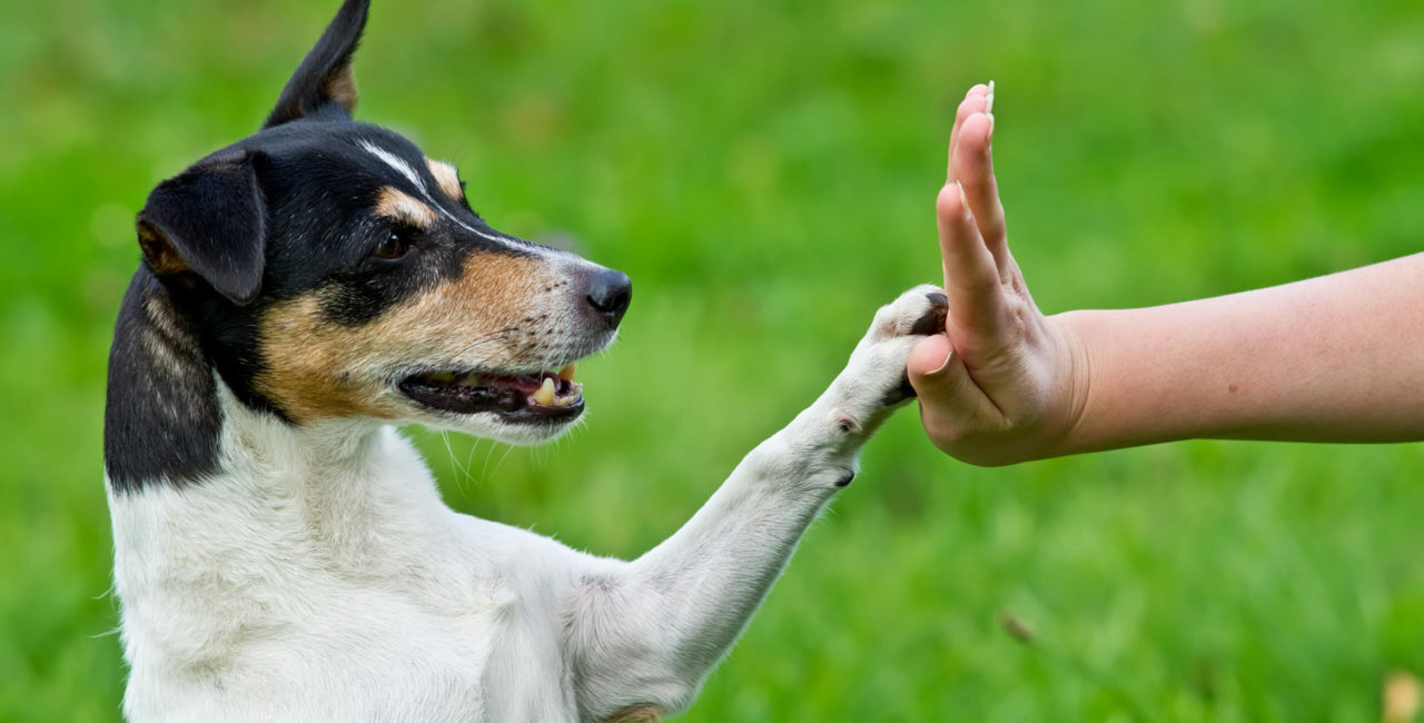 Dog high fiving the hand of a person
